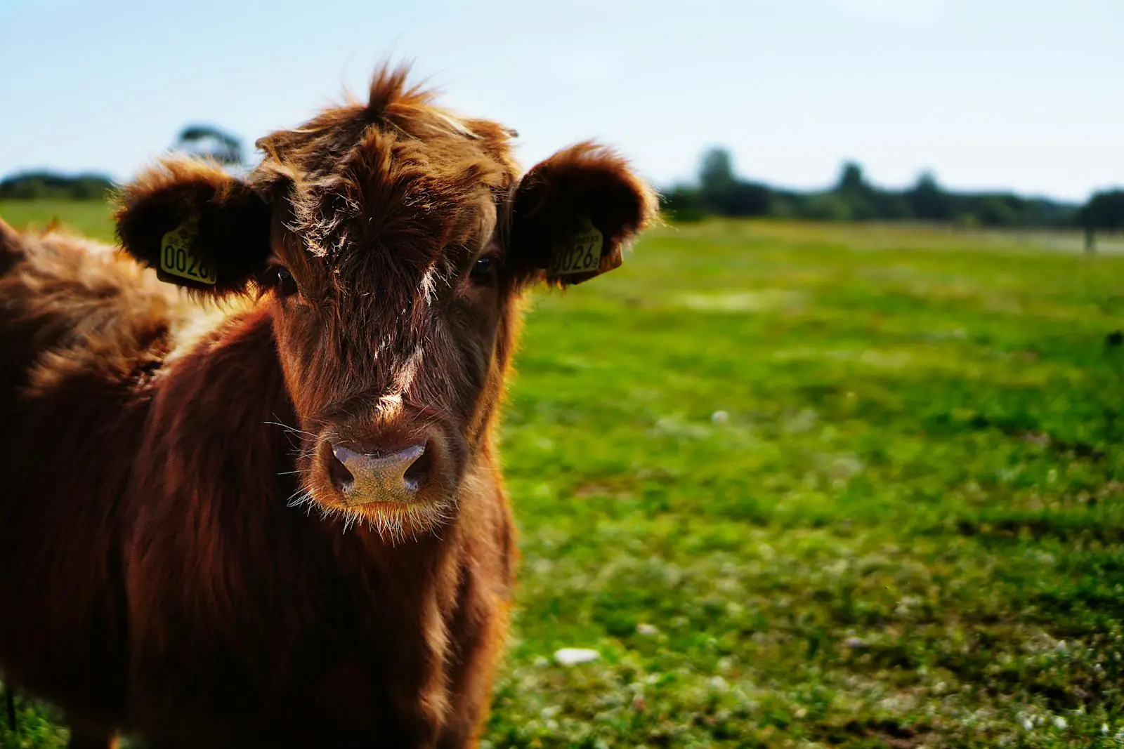 Featured image for Sneaky Burger’s Commitment to Sustainability